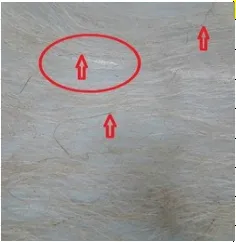Document image Document image